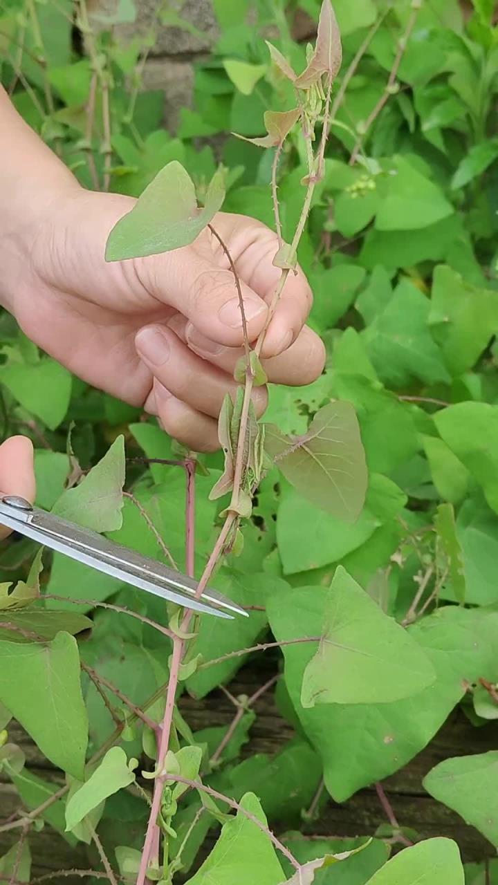 杠板归又叫蛇倒退,猫爪刺,它被称为毒蛇的死对头