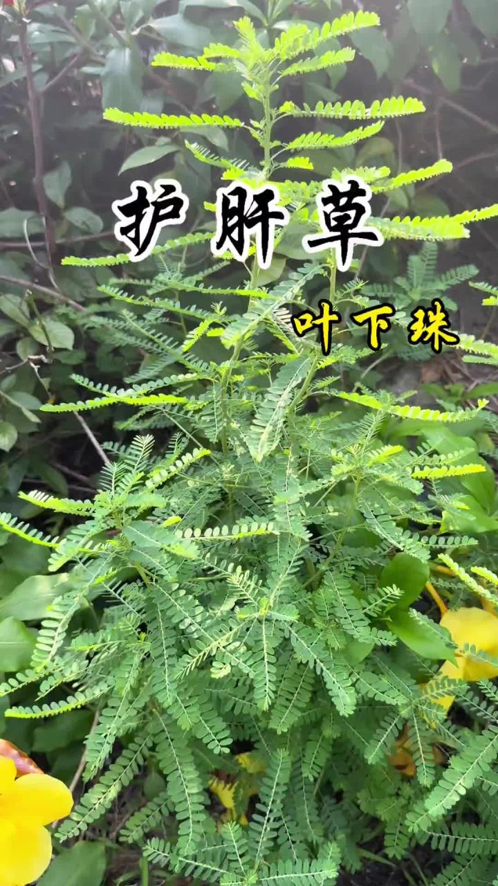 护肝草 这种草叶子下面长有一排排 小珠子,小时候经常摘来把玩,它的学