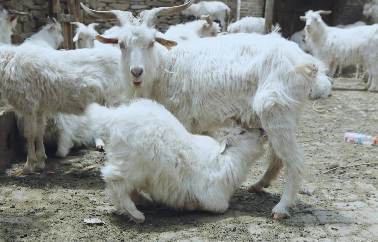 —《增广贤文》说"羊有跪乳之恩,鸦有反哺之义",意思