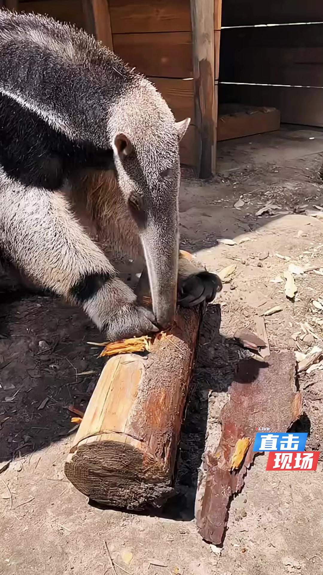 食蚁兽堪称动物界颜值担当,独特魅力难挡