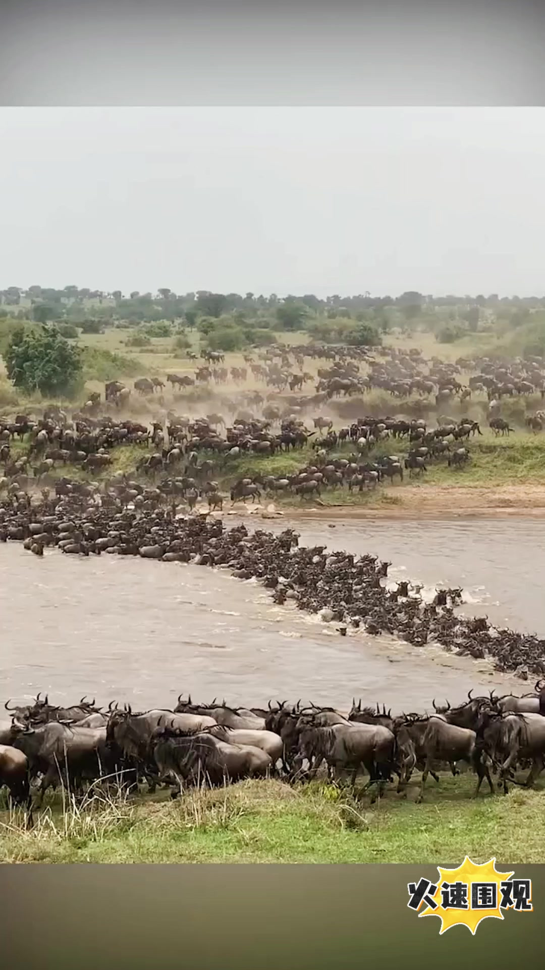 百万角马大迁徙过河,场面震撼,不容错过!
