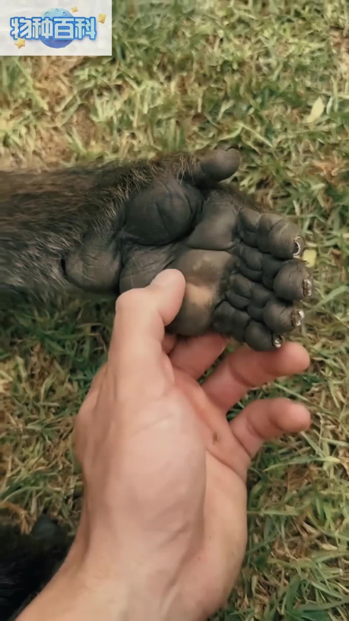 狒狒的小爪爪