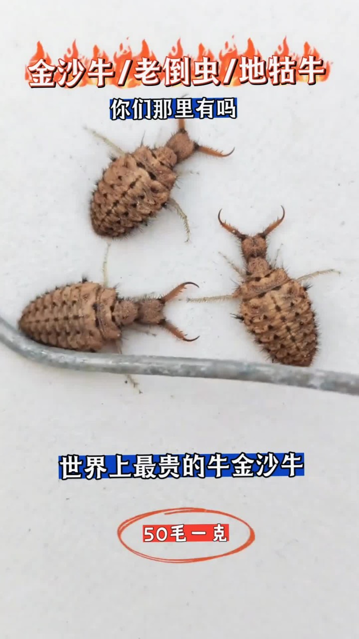 金沙牛.你认识这种植物吗?