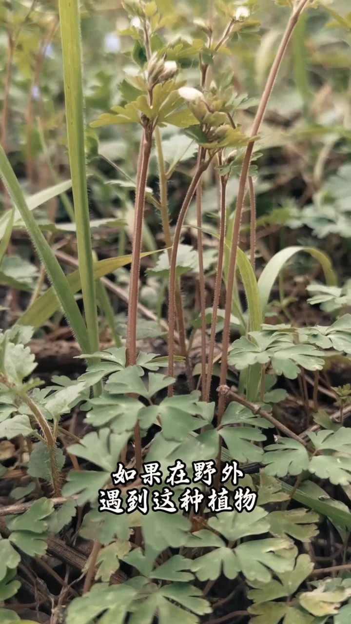 天葵:会"隐身术"的著名本草,也叫千年老鼠屎