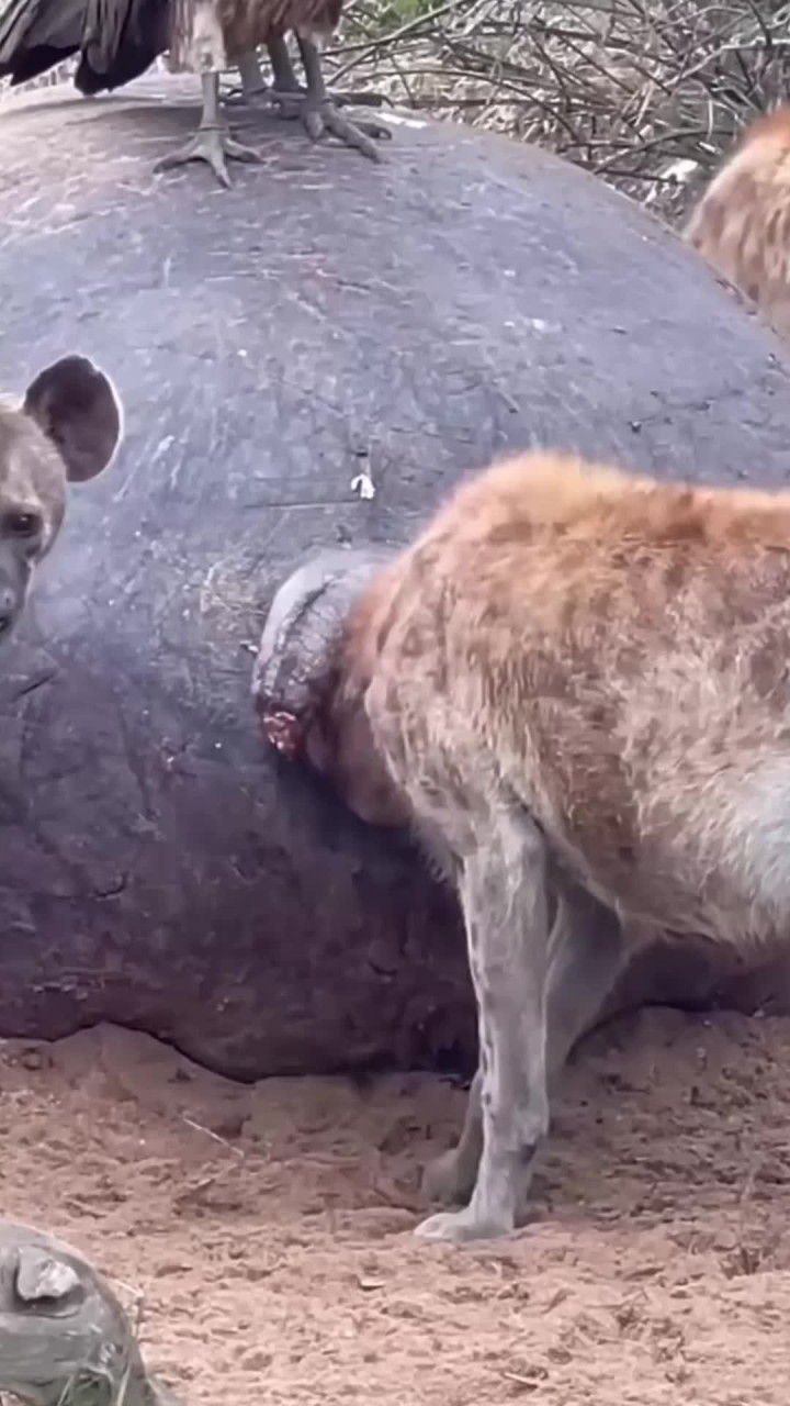 鬣老二掏肛绝技绝非浪得虚名