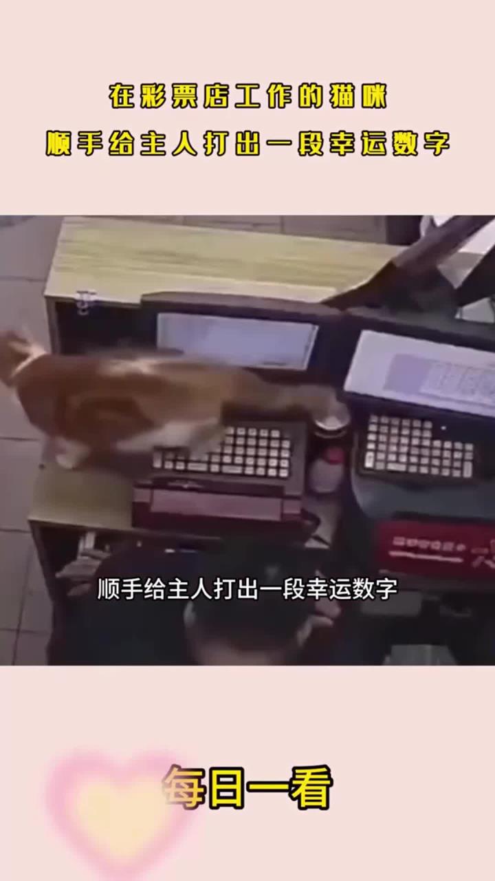 主人打一数字