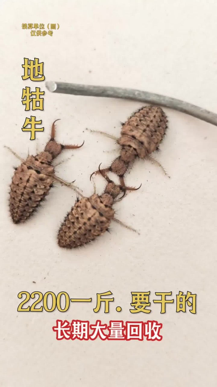 世界上最小的牛,地牯牛.野生中药材图片大全