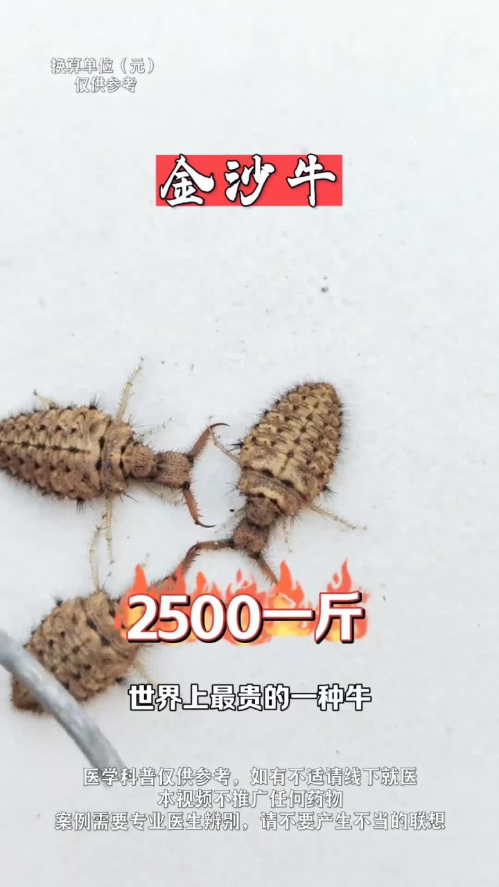 世界上珍贵的一种牛,金沙牛