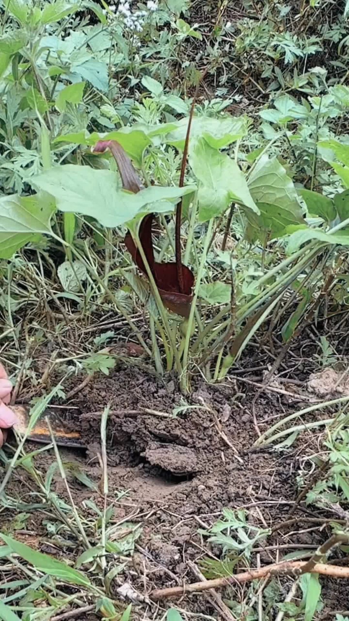 犁头尖也叫土半夏