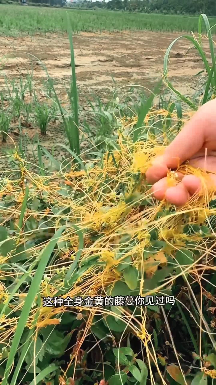 无根藤的学名叫菟丝子,村里人偶尔也会采摘一些回来晒干