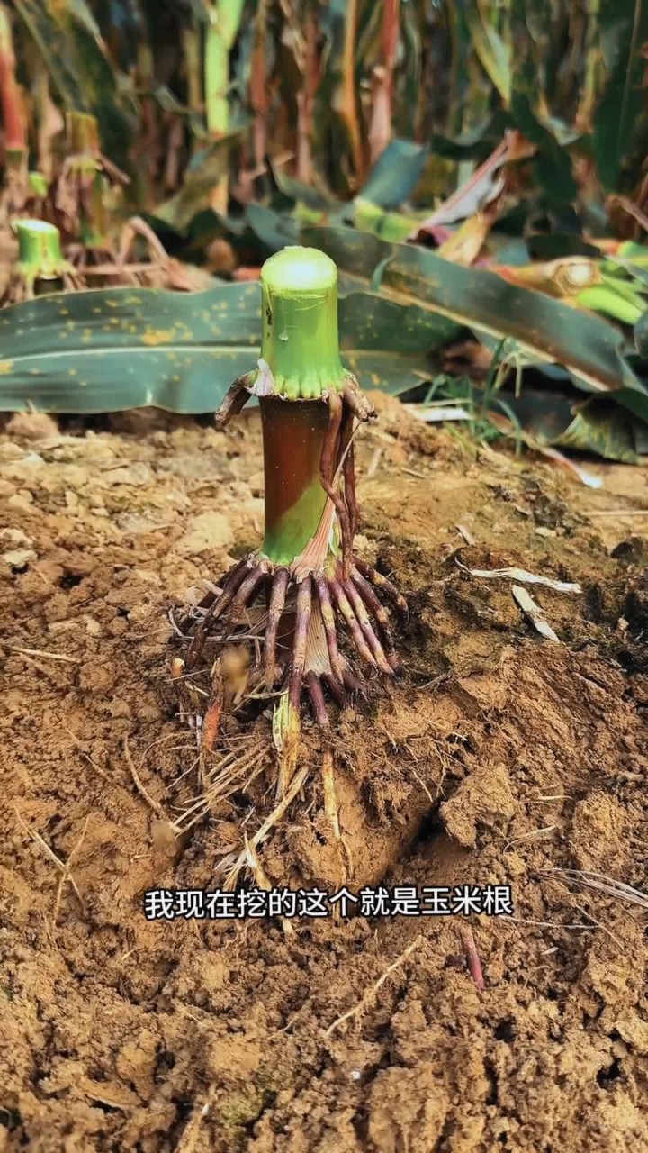玉米根又称龙爪根,抓地虎等,我们家乡人把玉米采摘完后就采收玉米根