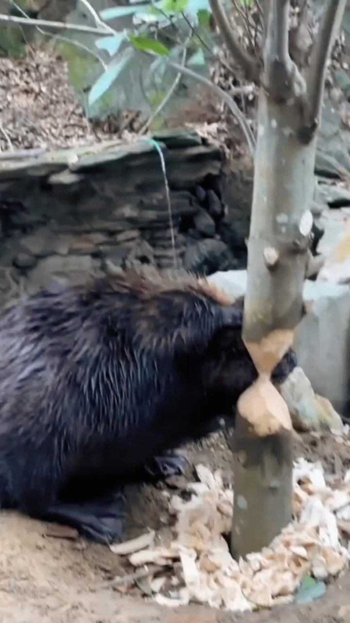 河狸建水坝