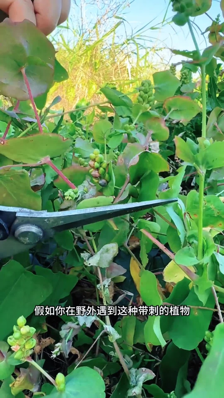 这种带刺的植物叫杠板归,又名蛇倒退或蛇退草