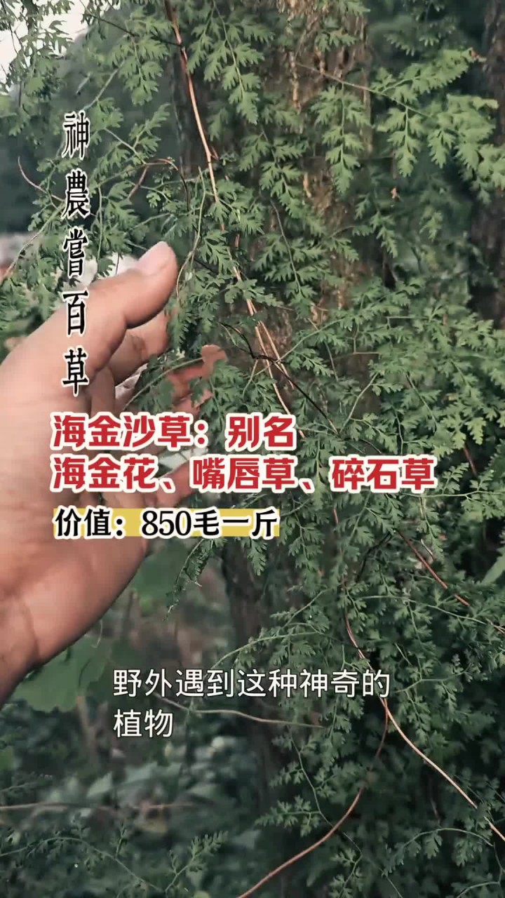 海金沙草过一个月又可以采摘了