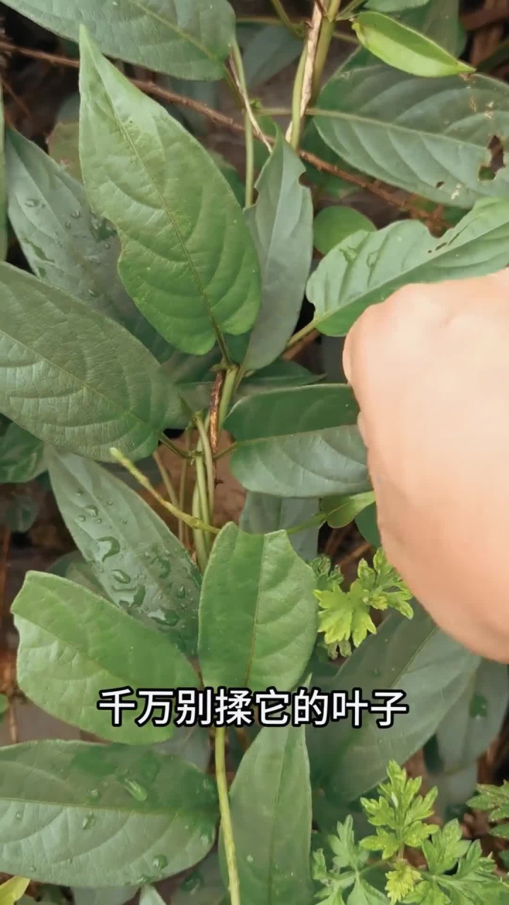 这种植物叶子闻起来有一股鸡屎味,却是客家人餐桌上的美食