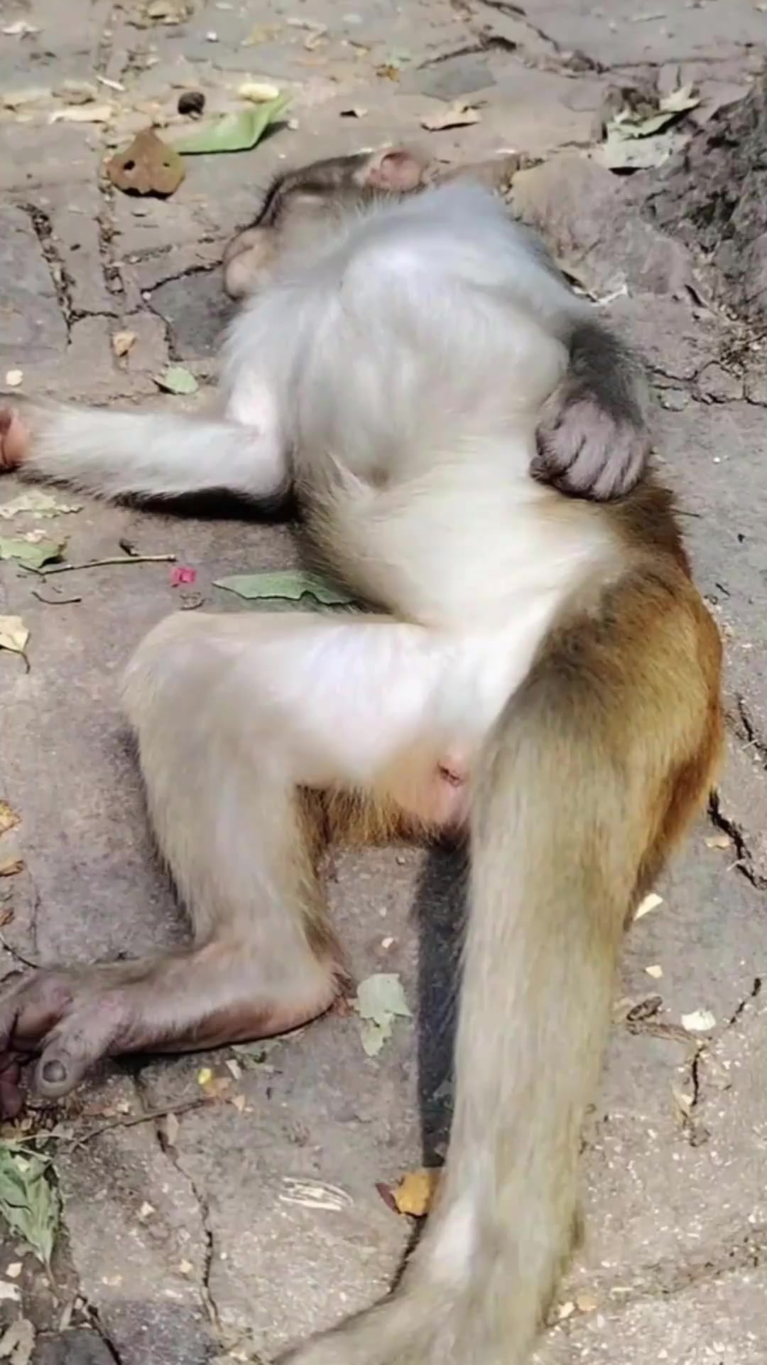 猴子的脚掌和人类真的很像!