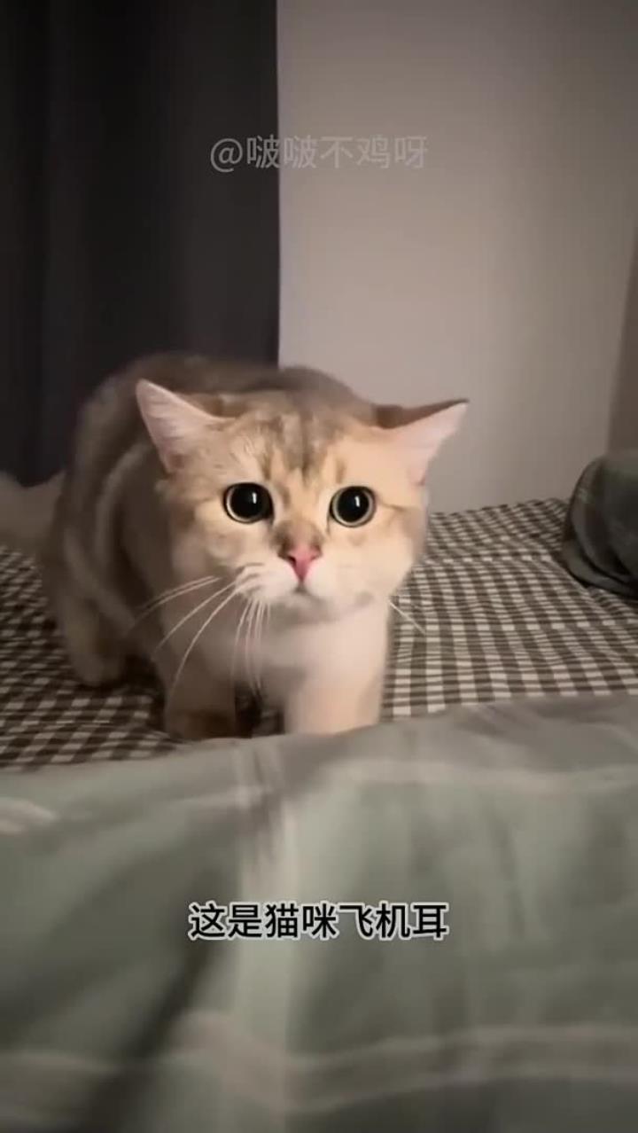 猫咪飞机耳的真正含义