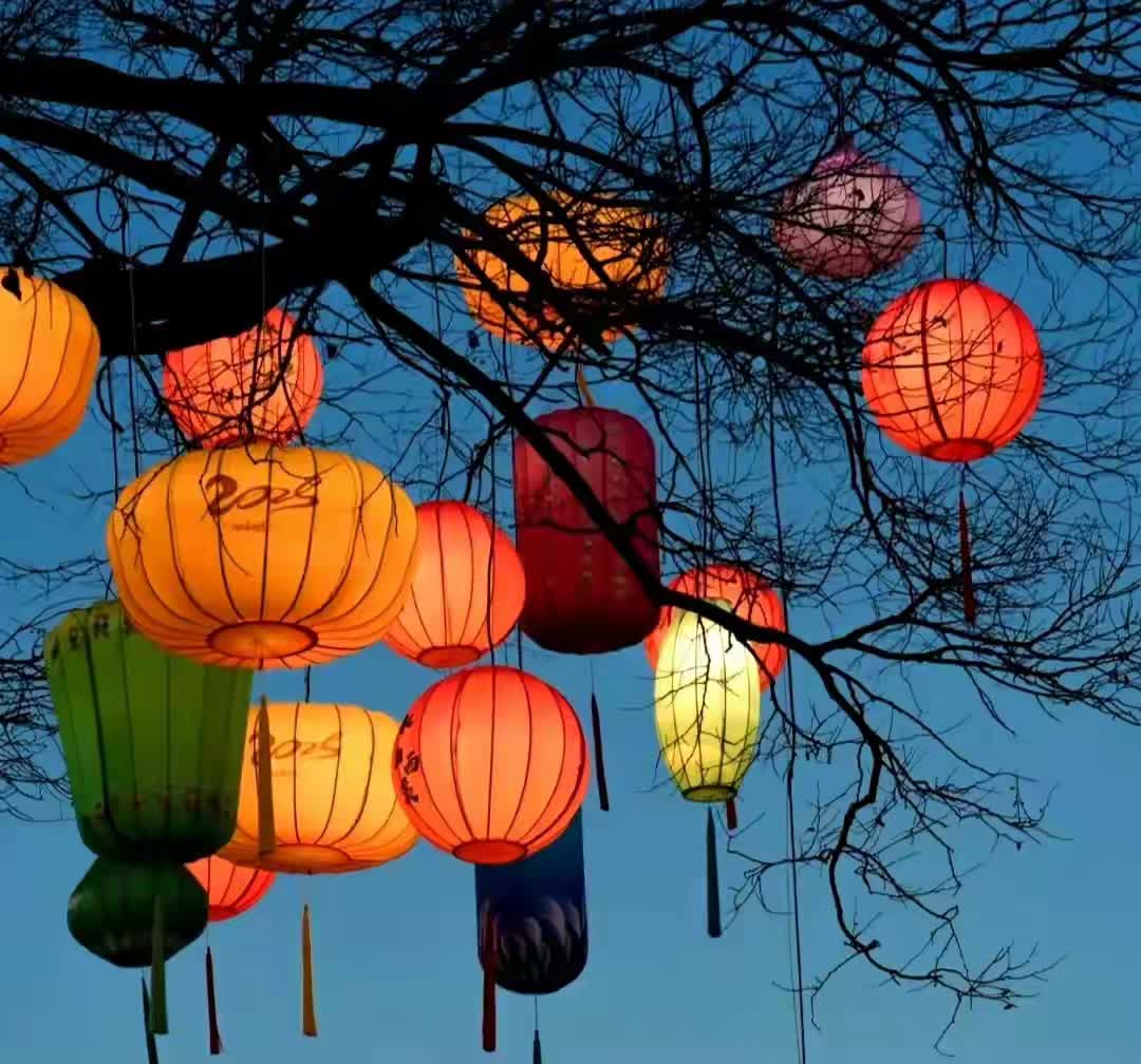 一只只灯笼高挂枝头,似仙女洒下的明珠,又似夜幕中盛开的繁花
