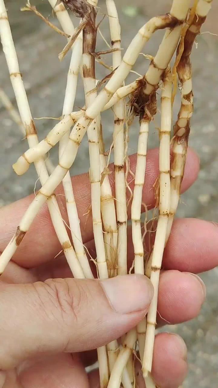 白茅根又叫野甘蔗,是很多人小时候记忆里最天然的零嘴,有经验的老先生