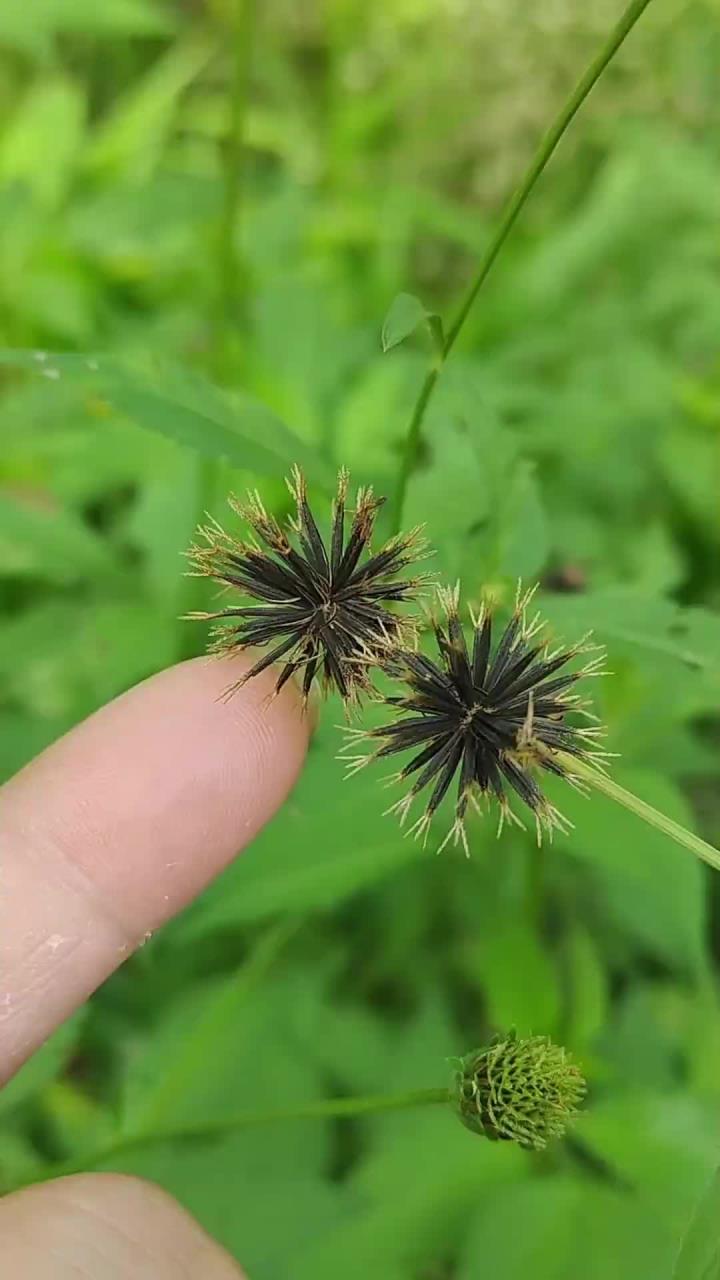 鬼针草又叫粘人草,婆婆针,被称为毒蛇的死对头,有经验的老先生常把它