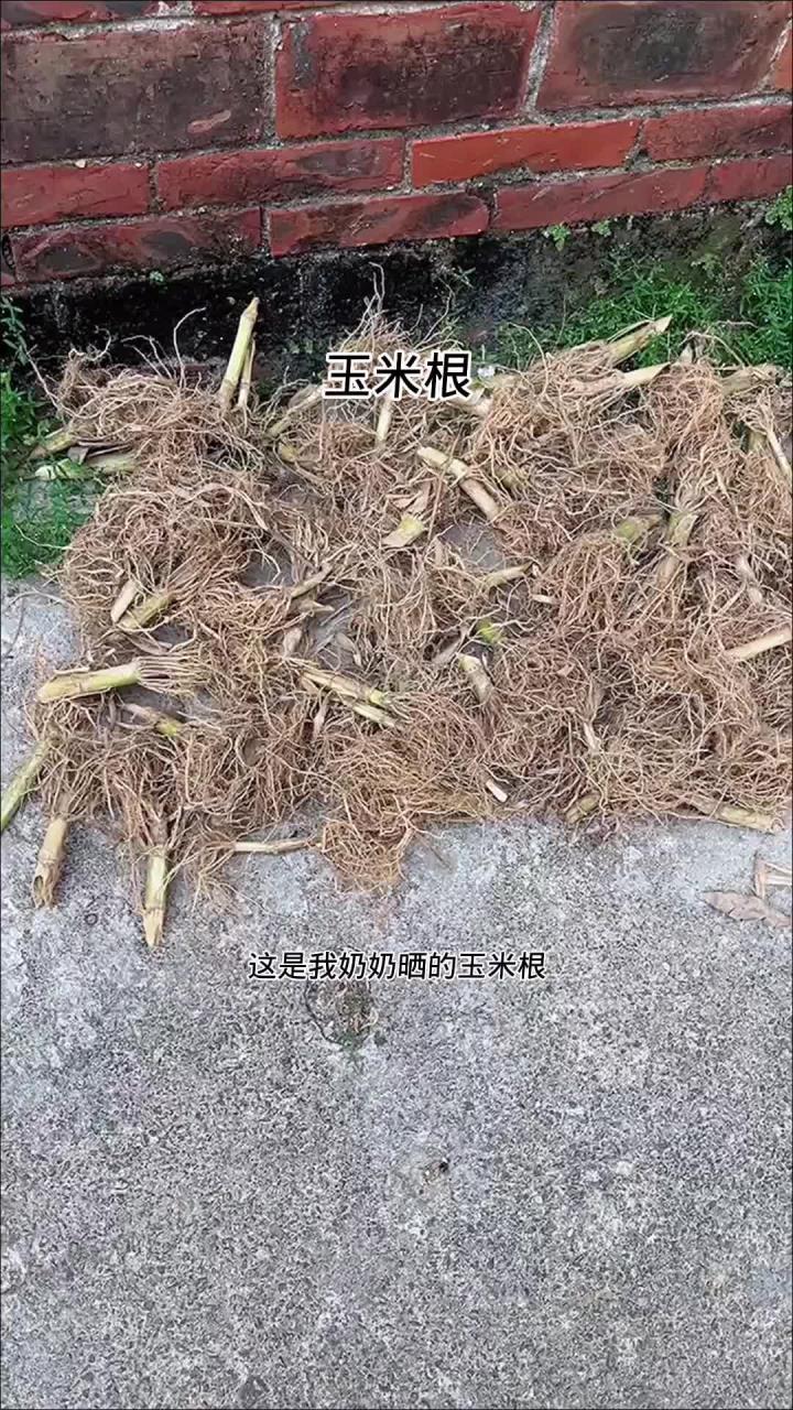 农村地里的玉米根