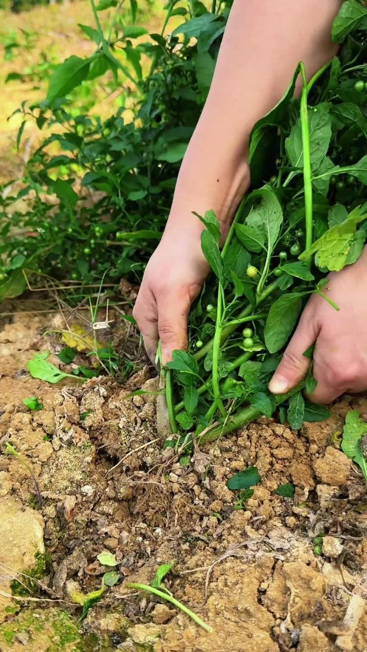 龙葵根是指植物龙葵的根茎,村里人采挖回来晾晒