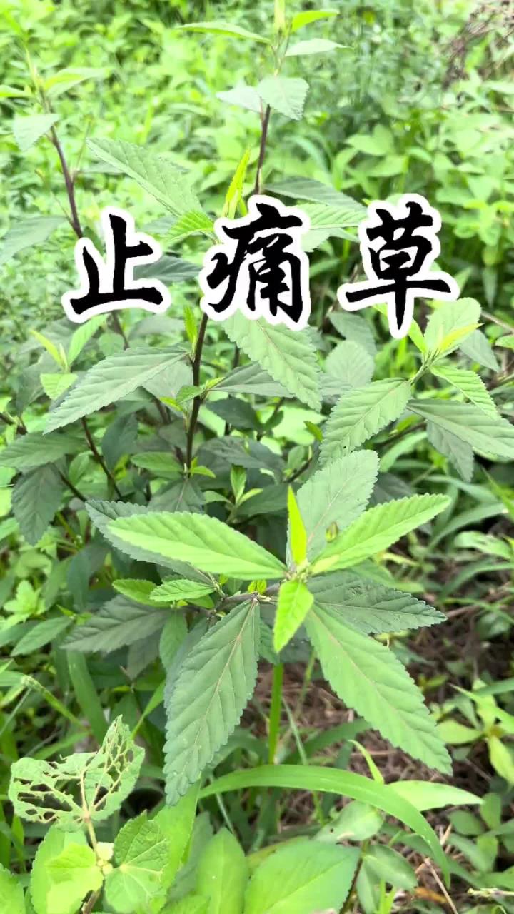 止痛草 这种植物民间知名度很高,好多人都会把它拔回家,无论外用还是