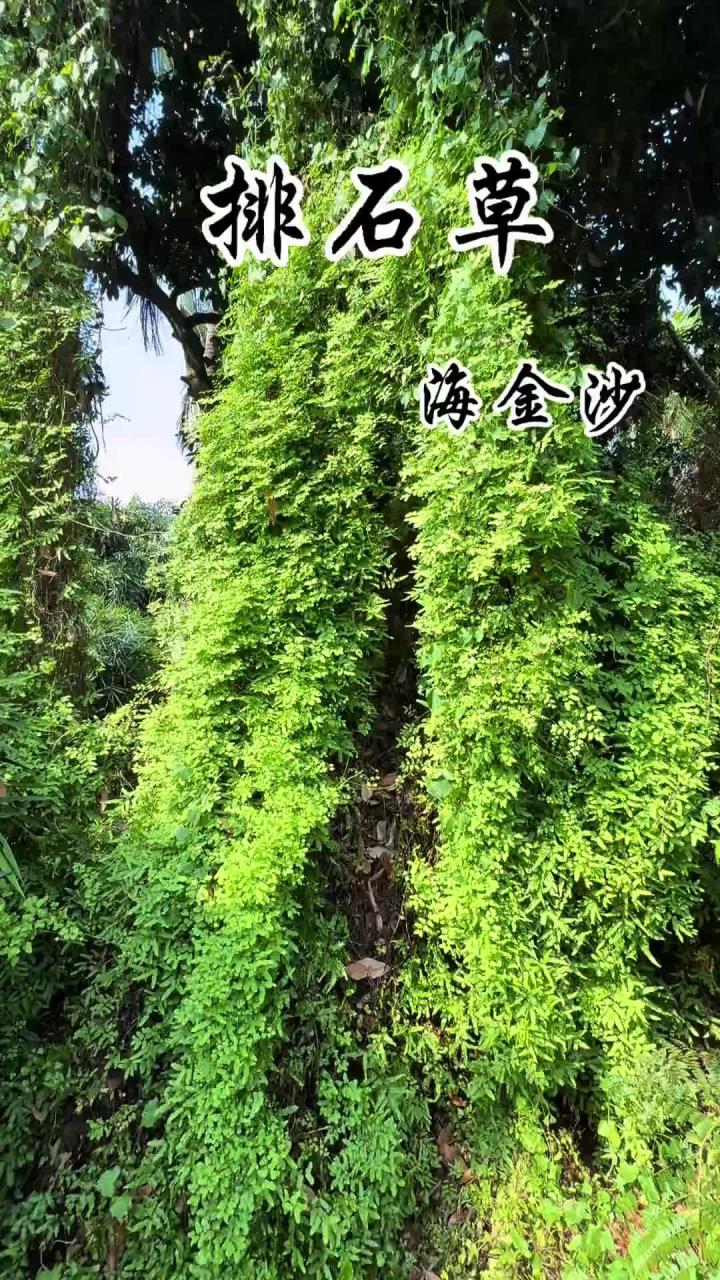 排石草 它的学名叫海金沙