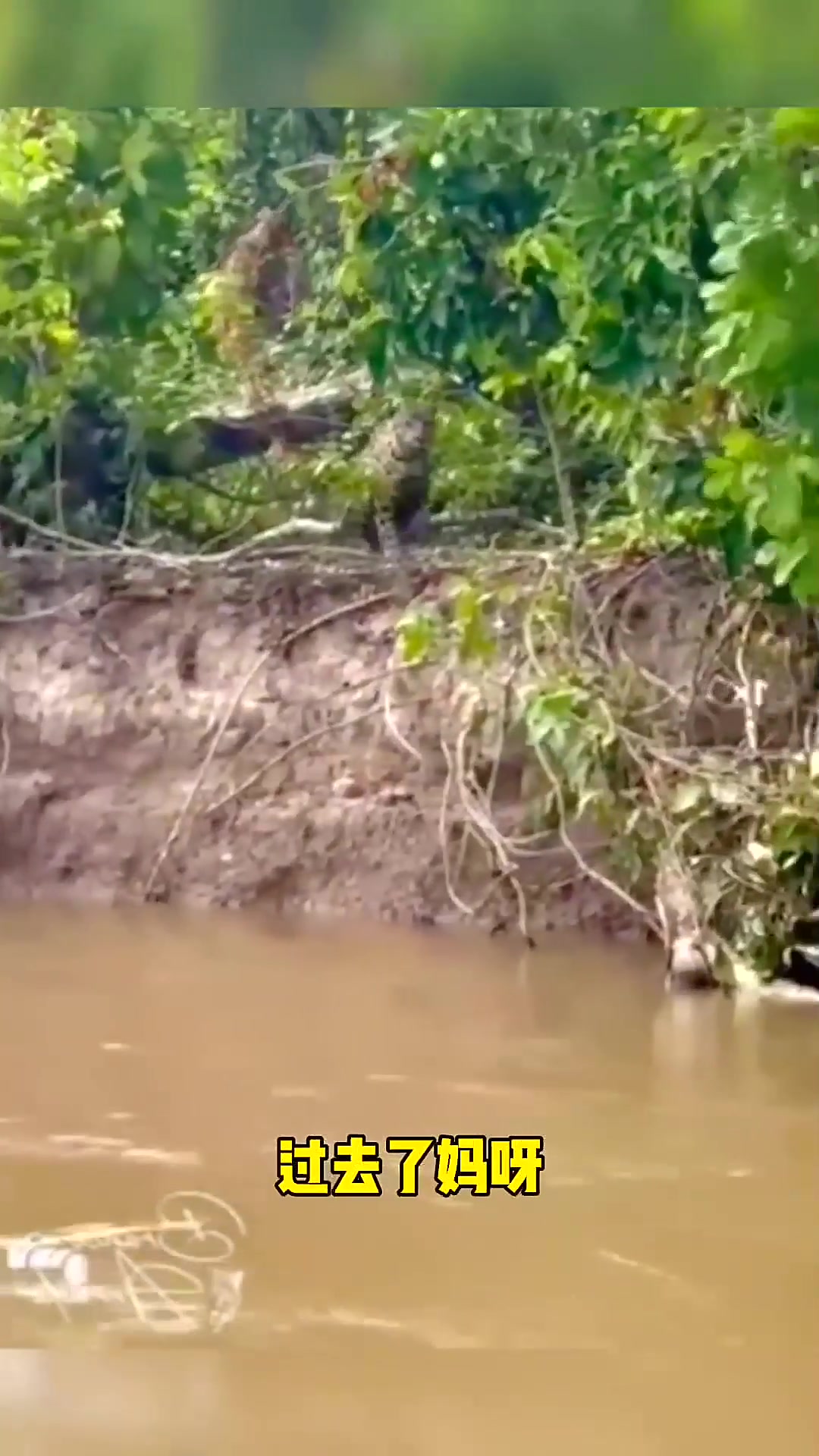 什么叫做善鳄到头终有豹,美洲豹真是鳄鱼的天敌啊