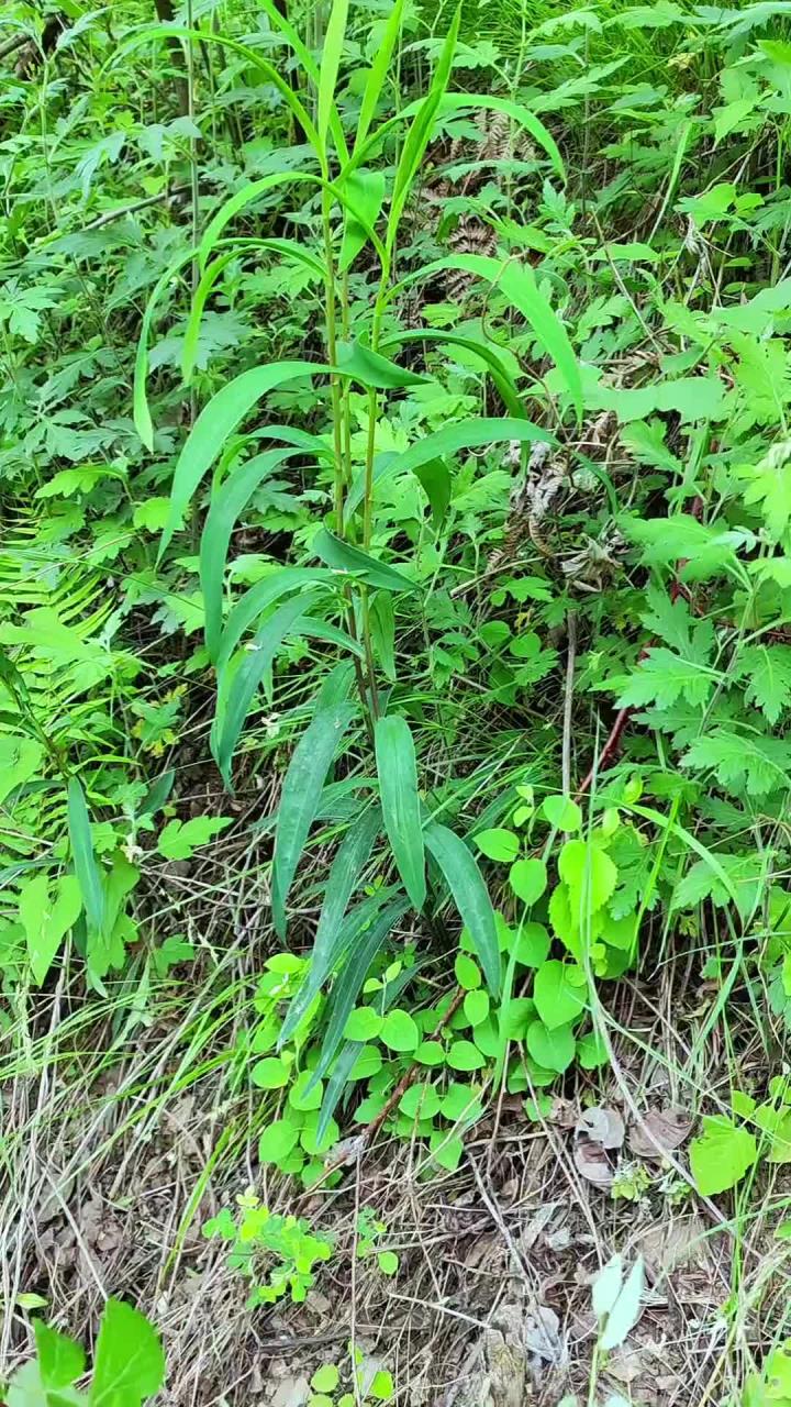 今天带大家认识来自秦岭山区的北柴胡,也称狭叶柴胡