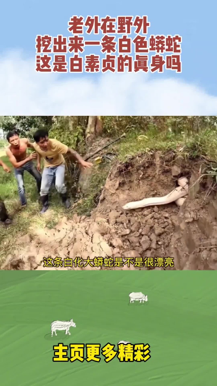 老外在野外挖出来一条白色蟒蛇,这是白素贞的真身吗