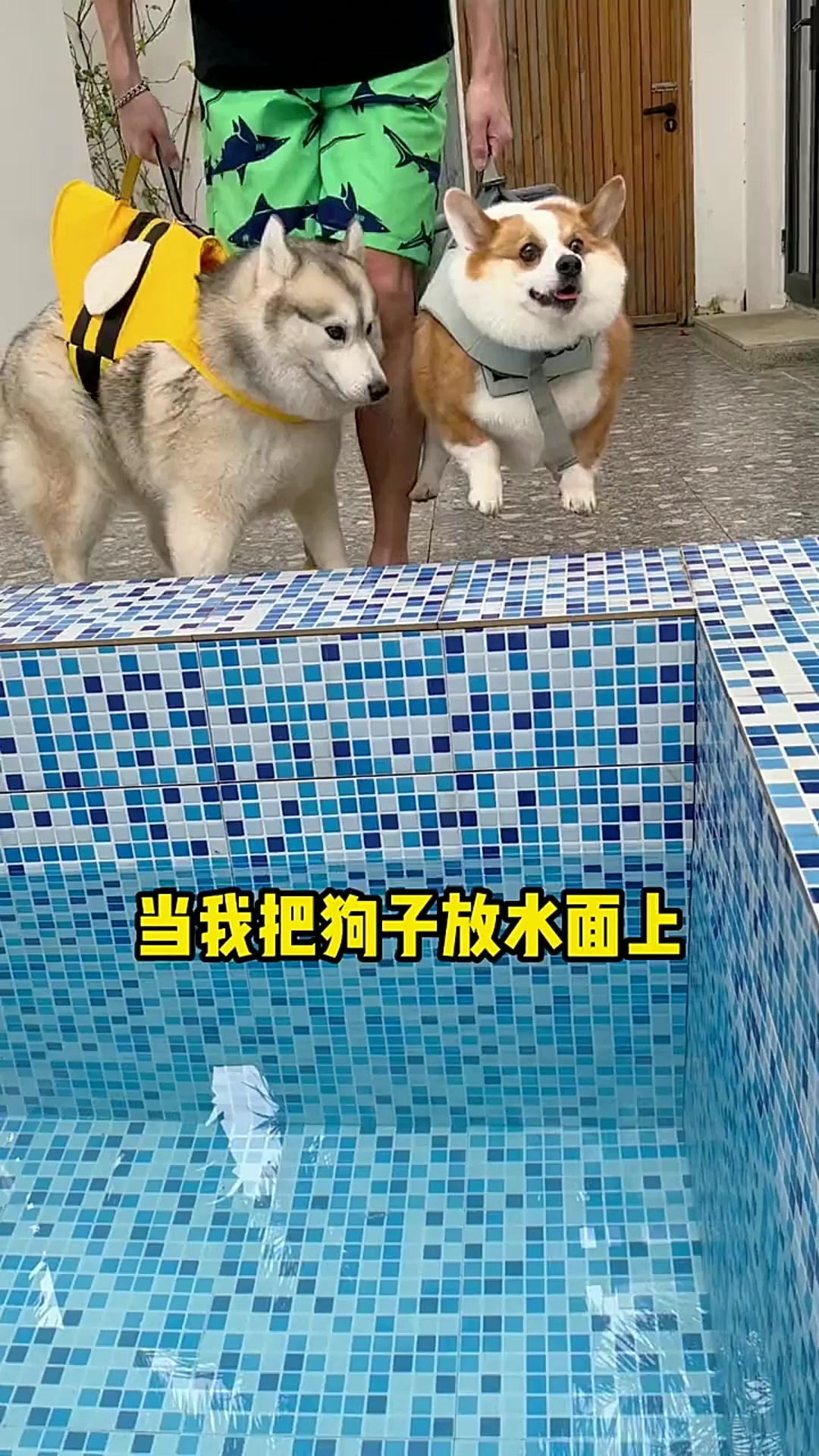 把狗放水面上,柯基和哈士奇会有什么反应
