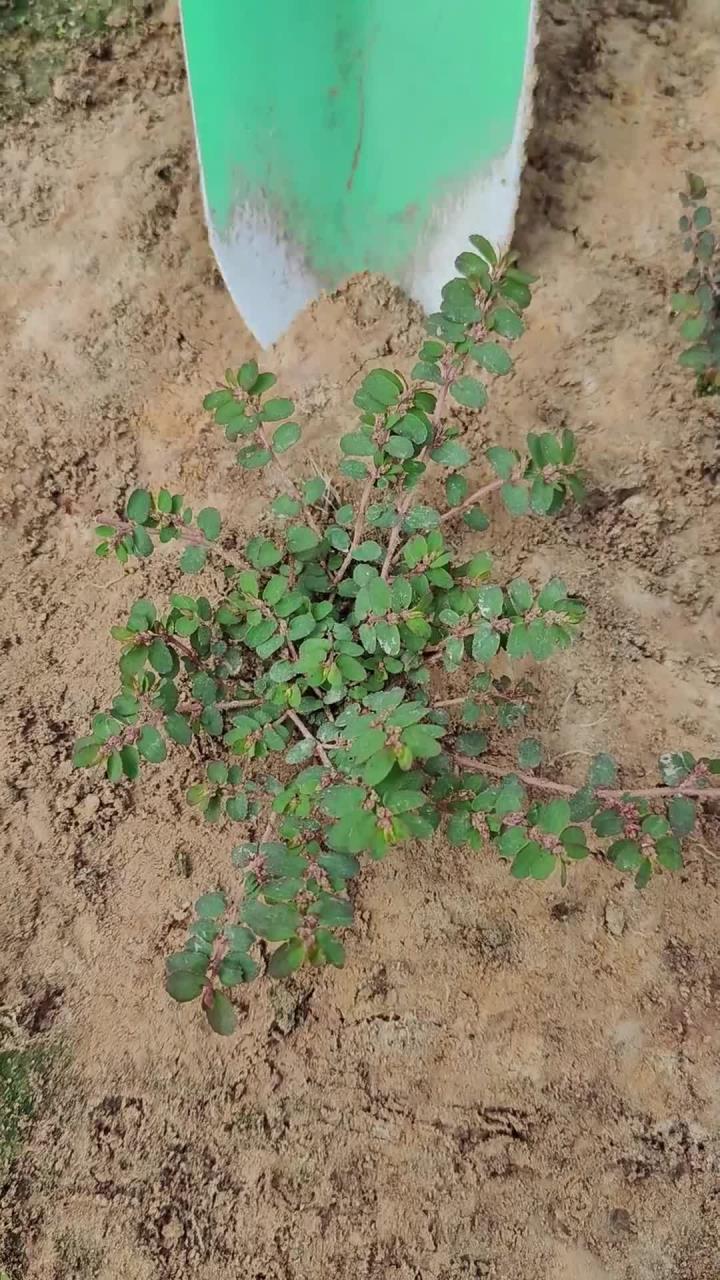 地锦草别名奶浆草,掐断它的茎秆会流出乳白色的汁液,农村有经验的老人