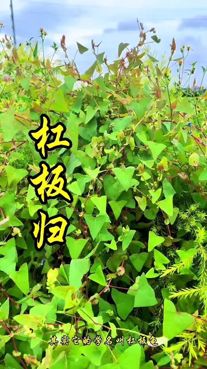 杠板归,蓼科蓼属一年生攀缘草本植物,又名三角盐酸草,贯叶蓼,犁头刺