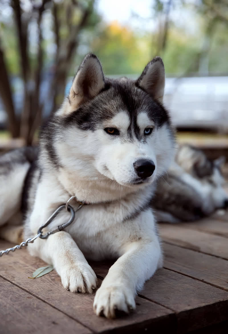 哈士奇,毛茸可爱,如冬日暖阳.喜爱它不仅因外貌,更因以下理由: