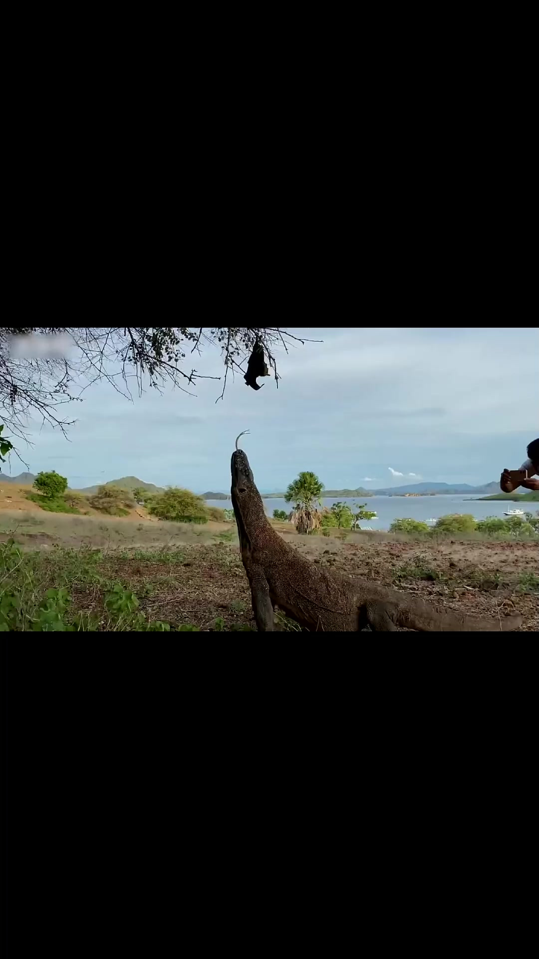 科莫多龙吞食巨型蝙蝠,吃进去又吐出来