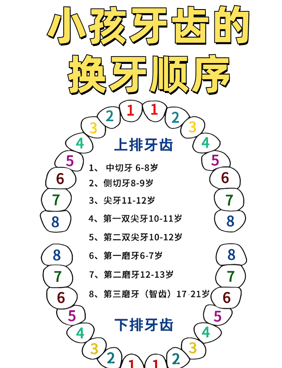 顺序 换牙的习俗有哪些画出来28颗牙齿名称图片第二乳磨牙会换新牙吗