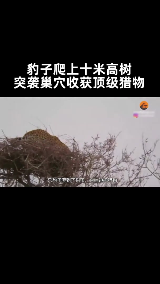豹子冒险爬上10米高树,突袭树顶巢穴,收获顶级猎物