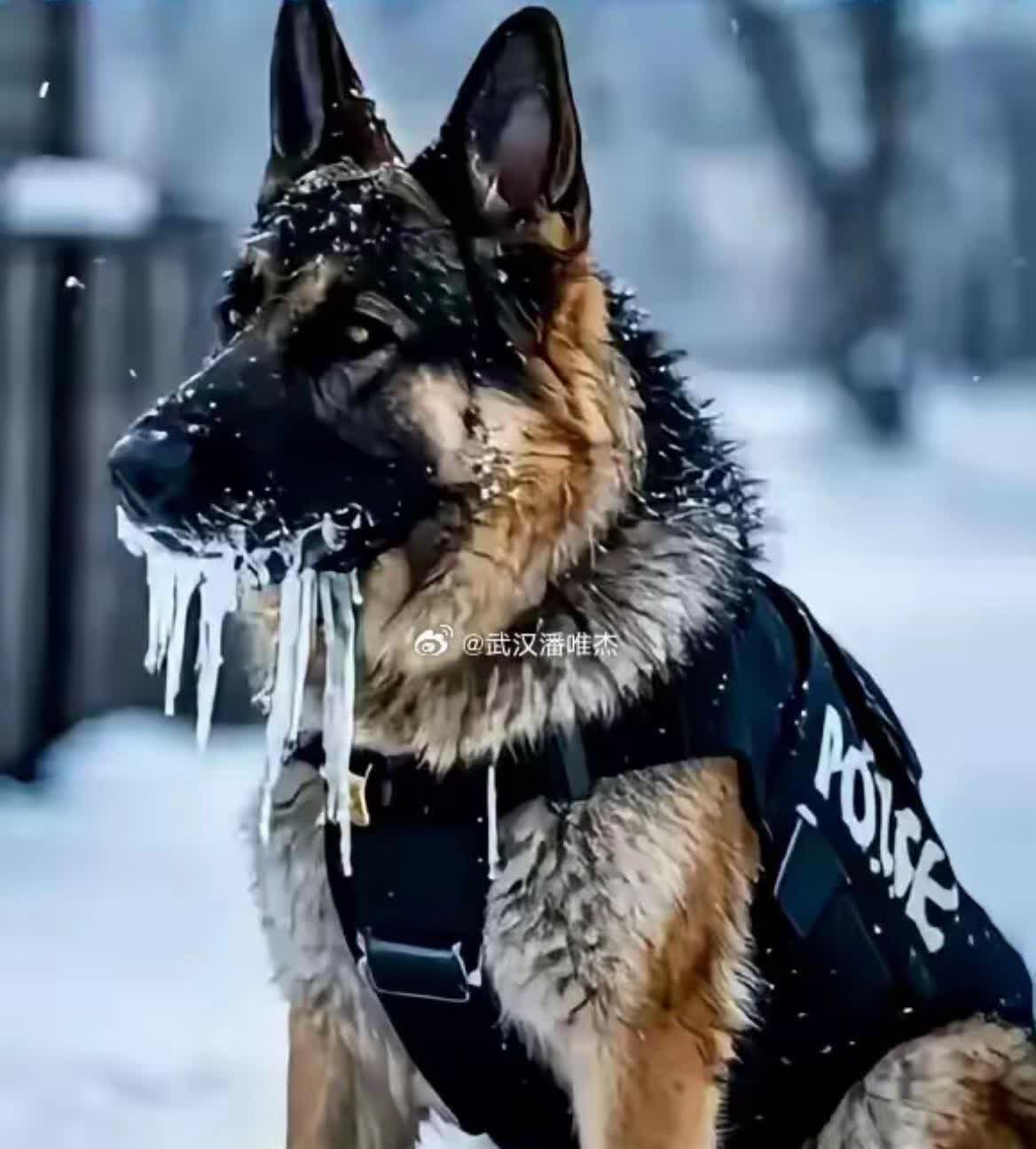 在零下十几度的暴风雪中警犬们依旧挺立在边疆毫不畏惧寒冷像一群