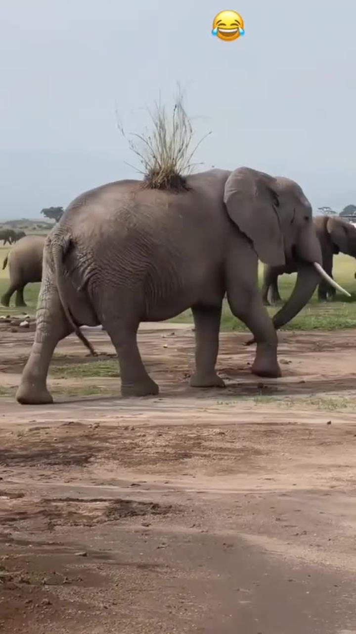 非洲大象:探秘极具气势的五腿奇观