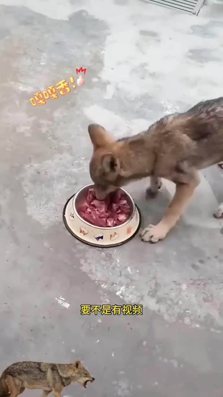 小狼吃东西的方式,完美诠释了什么叫狼吞虎咽