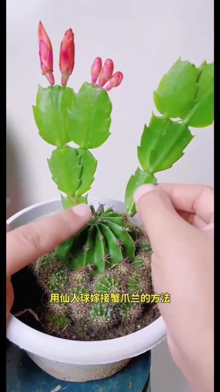 这个视频跟你们分享一下仙人球嫁接蟹爪兰的方法!