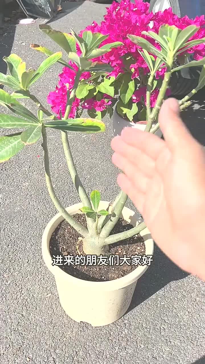 沙漠玫瑰剪枝图解图片