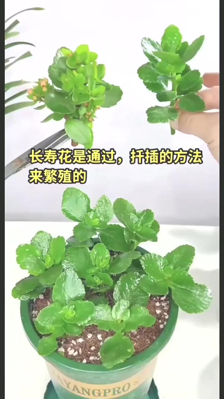 长寿花花梗怎样扦插图片