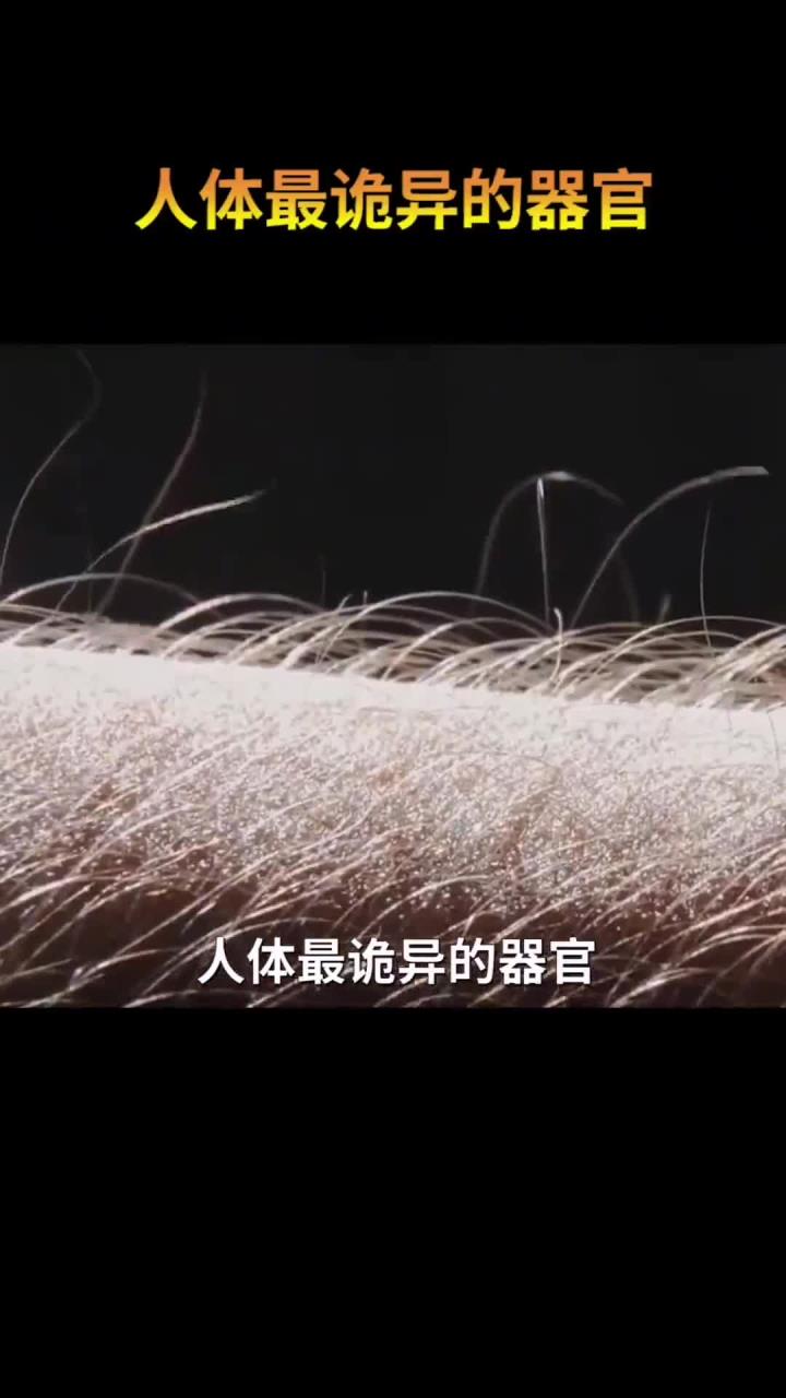 人类最诡异的器官是什么