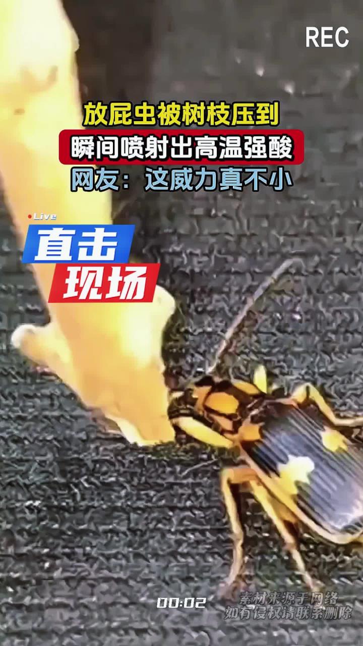放屁虫被树枝压到,瞬间喷射出高温强酸,网友:这威力真不小
