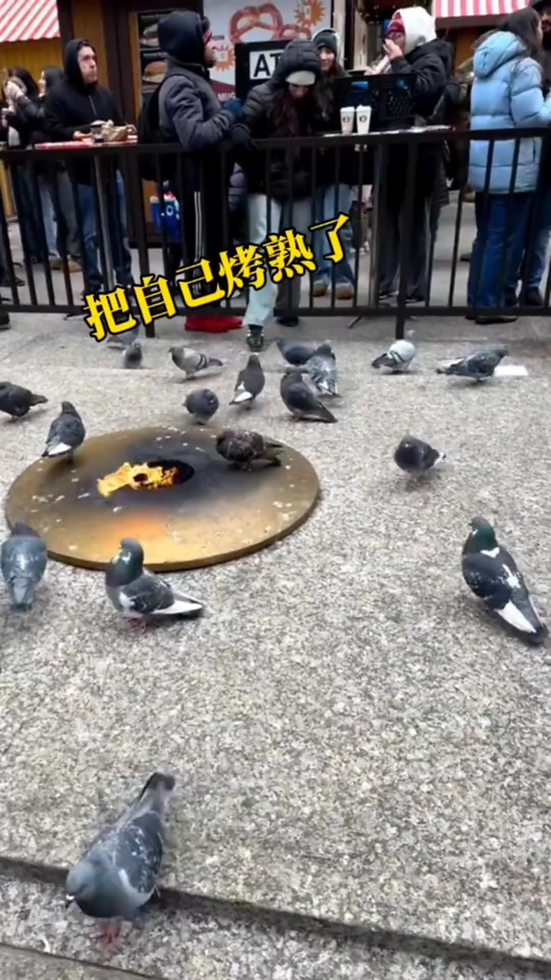 鸽子把自己烤熟了