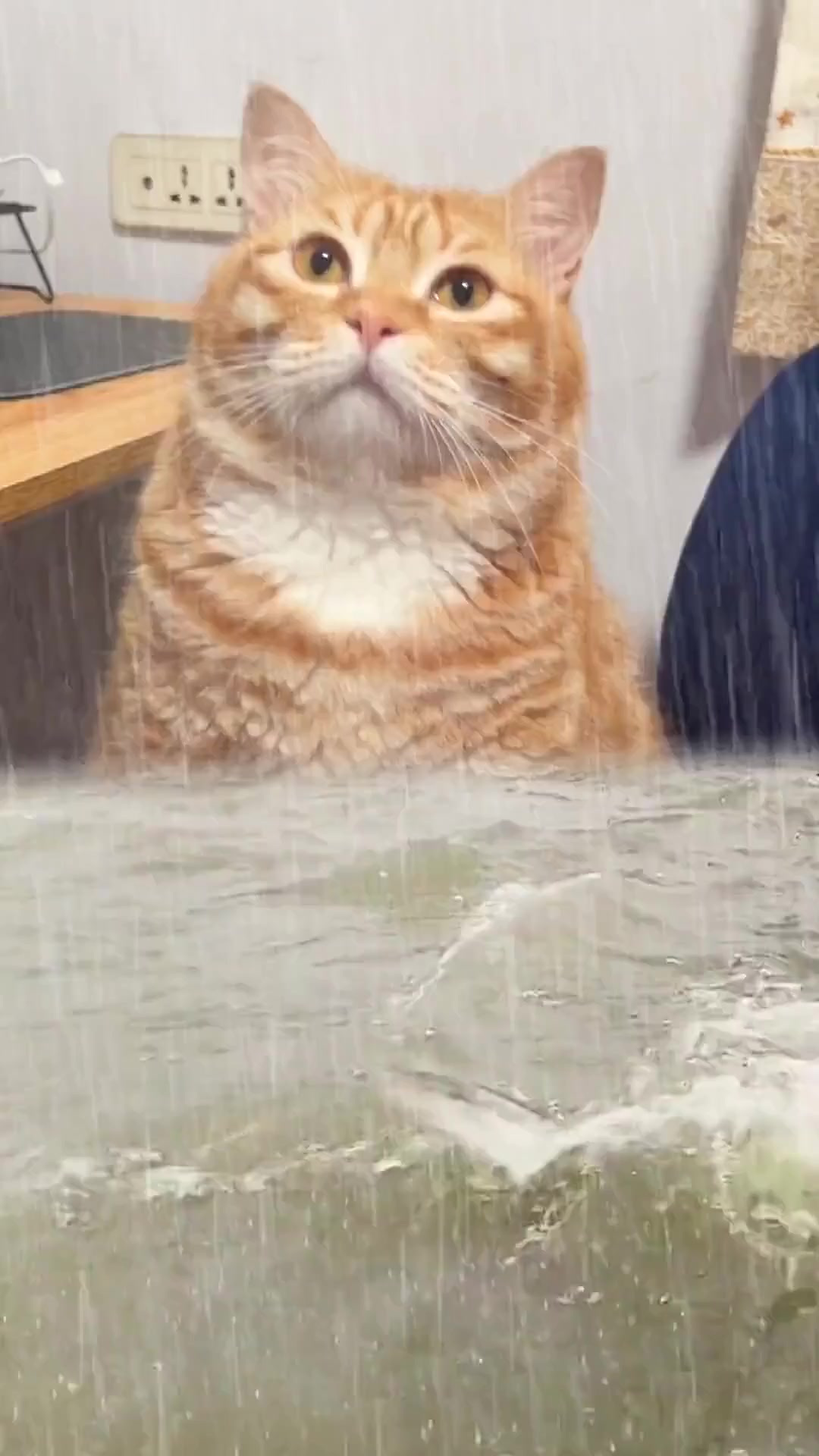 没收到儿童节礼物的居居独自一猫淋大雨