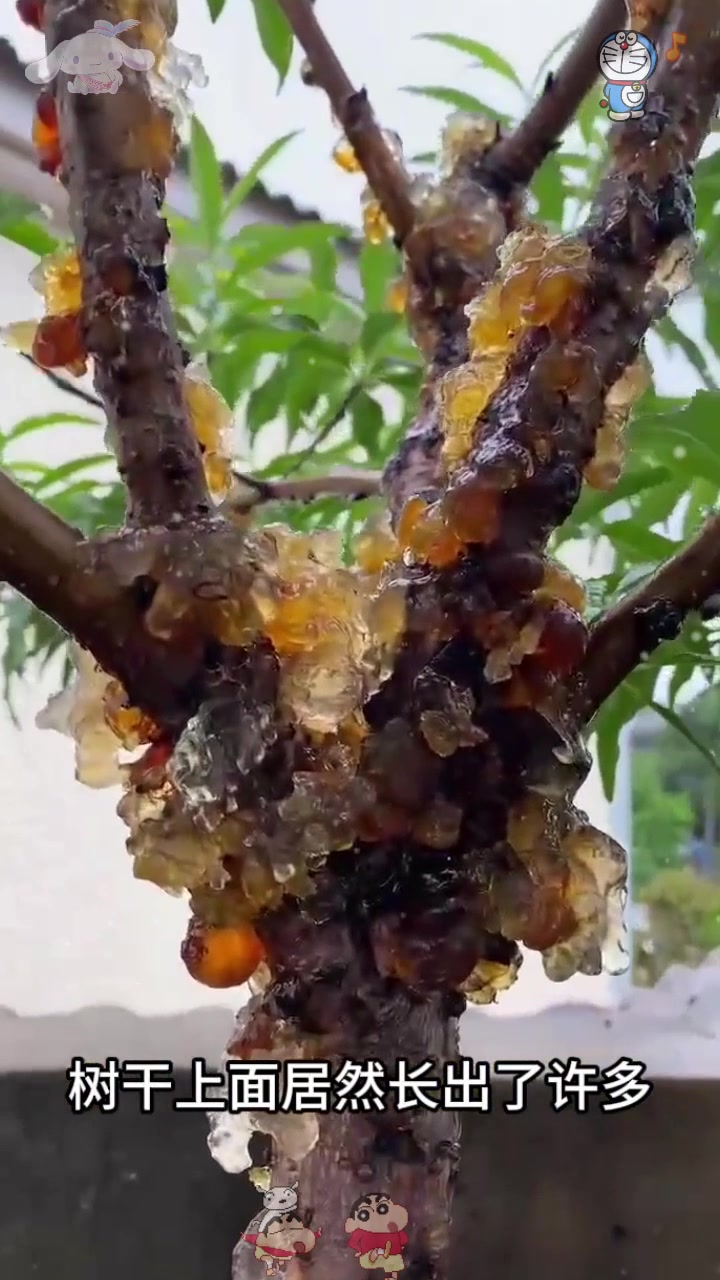 还是第一次见长在树上的桃胶