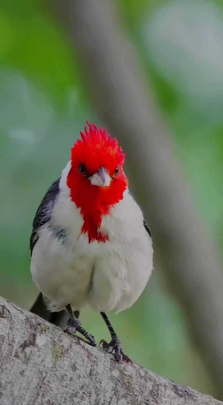 红头小鸟:冠蜡嘴鹀的特点与魅力